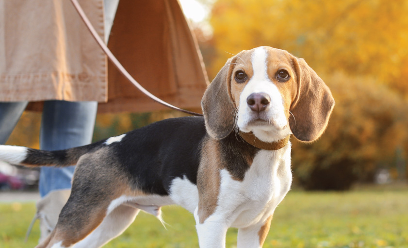 Woman walking her cute Beagle dog in park on autumn day