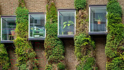 Windows and the wall of modern sustainable building, various climber plants growing on the wall, example of urban green space