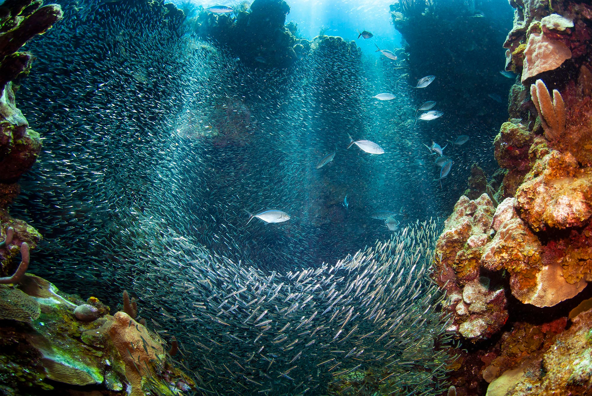 underwater coral reef with colorful fish